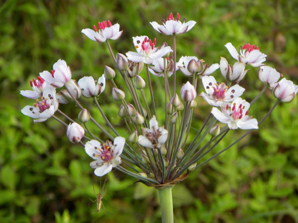 Butomus umbellatus / Giunco fiorito  (Alismatales  Butomaceae)